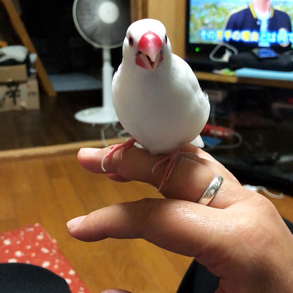 キキ・ララのカバー写真