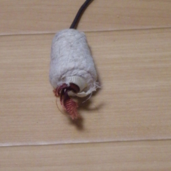 「ハンティング遊び  ～　上空から編」サムネイル2