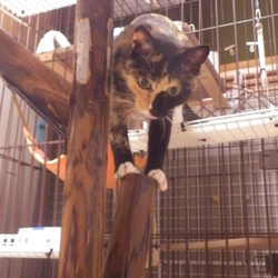 「ハンティング遊び  ～　上空から編」サムネイル3