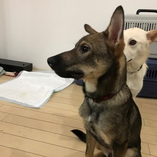 吠えない　やさしい　大きめ中型　1歳未満