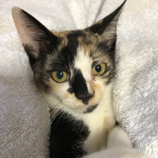 約5ヶ月のメスの三毛猫