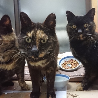 野良で16年間頑張ってきた老猫達です。