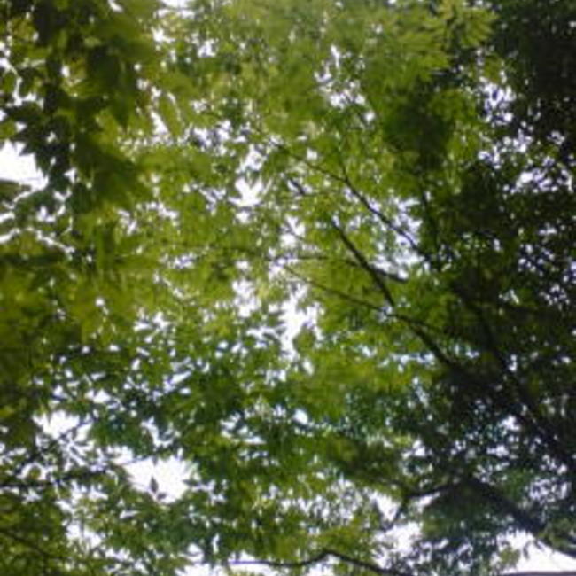 こねかぷりんのカバー写真