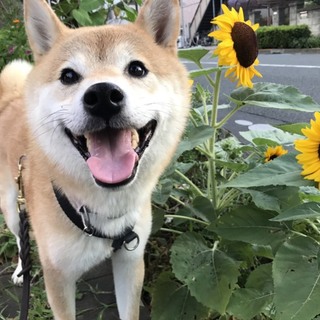 神経質だけど根はいいヤツ。かんた♂7～8歳