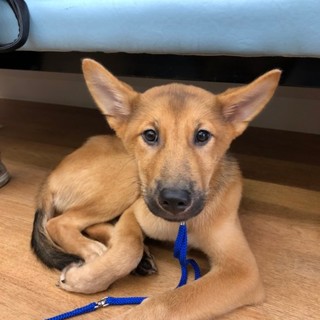 雑種仔犬 ロックくん家族募集。愛知県岡崎市