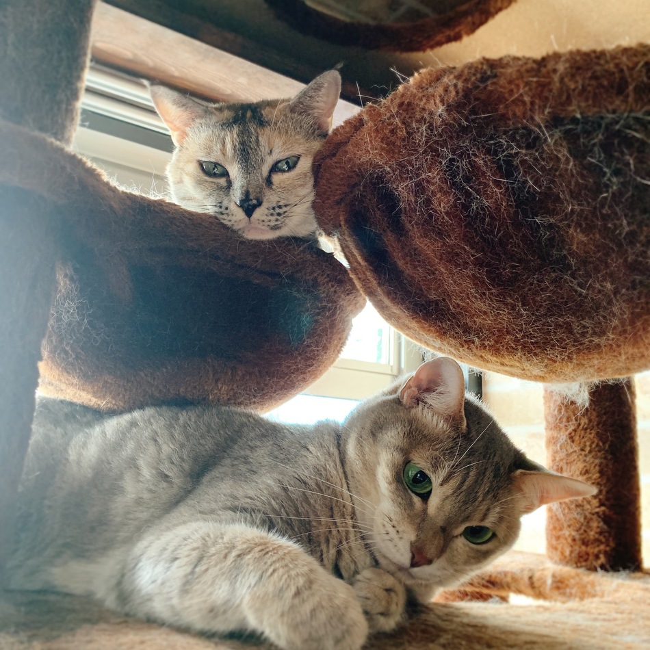 ネギのカバー写真