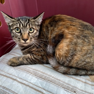 避妊手術済み　♀かわいいキジです