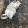 宮城さあや