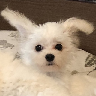 とってもキュートなスレンダーボーイ♡ソルトくん