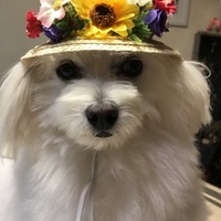 モコ