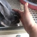 うさぎ 6ヶ月