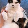 あしめろ