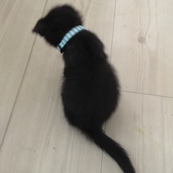 「てっちゃん、古典的ＧＰＳ付けたった」サムネイル1