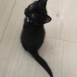 「てっちゃん、古典的ＧＰＳ付けたった」サムネイル3