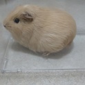 モルモットちゃん【仮】リンちゃん里親決定しました