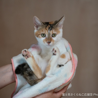 可愛い人懐こい三毛猫シナちゃん3ヶ月