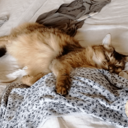 とにかく眠いうちのソマリです