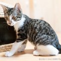 甘えん坊ゴロスリ「まるみちゃん」