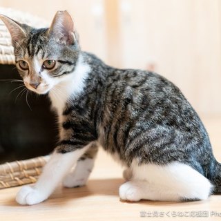 甘えん坊ゴロスリ「まるみちゃん」