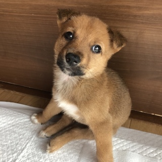 里親決定しました。
