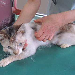 三毛猫の牡　里親募集