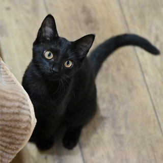 生後３カ月のくろちゃん