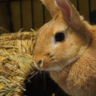 素敵な里親が決まりました！「ピース」くん！