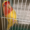 コザクラインコ可愛がってくださる方お願いしたいです