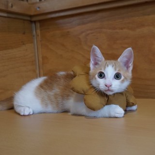 里親さん募集中！