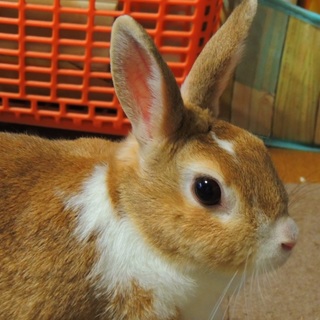 里親決定しました！女の子「ラブ」ちゃん