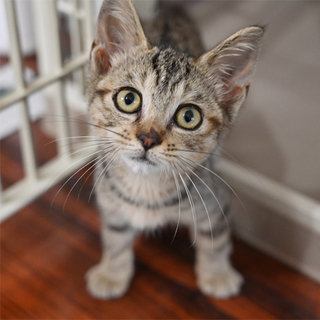 人懐こいキジトラちゃん