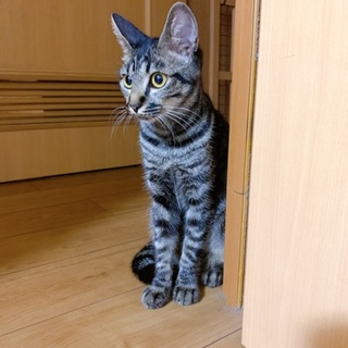 急募！最後6〜8ヶ月のキジトラの女の子