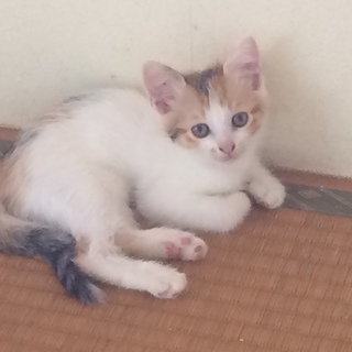 この子の里親を募集中です