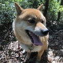おとなしい、柴犬です　