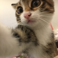 七味