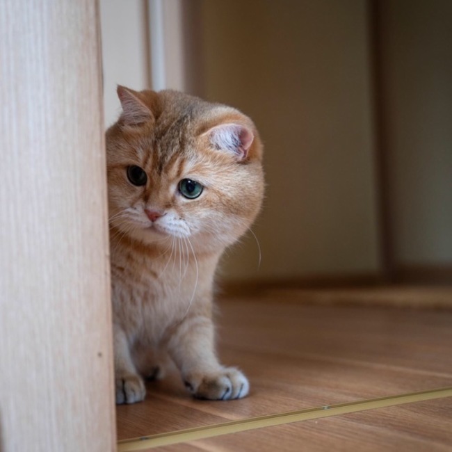 kayaemtのカバー写真