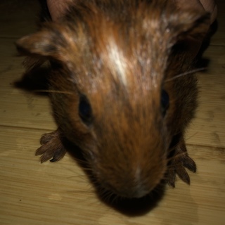 モルモット 1か月♀