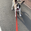 9月1日譲渡会★保健所からレスキューの犬た