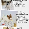 9月1日譲渡会★保健所からレスキューの犬た サムネイル3