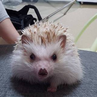 ハリネズミ♂️2歳シナモン