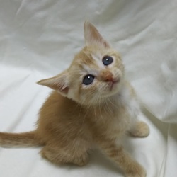 第20回　子猫祭りだよ～　とだニャン里親会開催