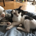 ハチワレお兄ちゃん、キジ白妹の可愛い兄妹猫です‼️