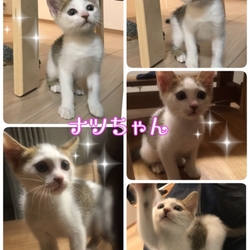 名張市 保護猫の譲渡会