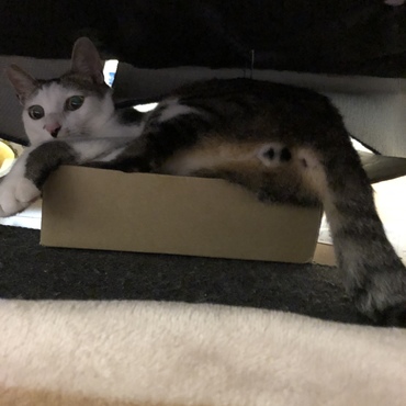 いないと思ったらソファの下の小箱に無理して入ってた