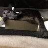 いないと思ったらソファの下の小箱に無理して入ってた