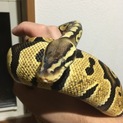 ボールパイソンの里親募集