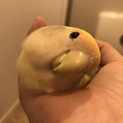 【里親募集】コザクラインコ
