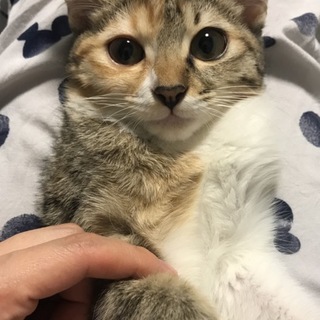 （トライアル中！）可愛い盛り！キッカちゃん☆4ヶ月