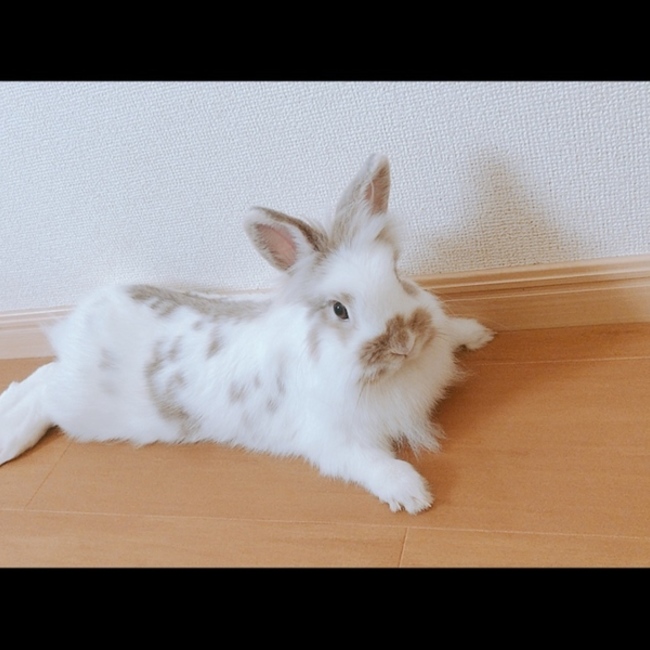 やちょのカバー写真