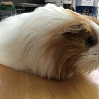 ローグヘアモルモットさんの優しい里親探しです！